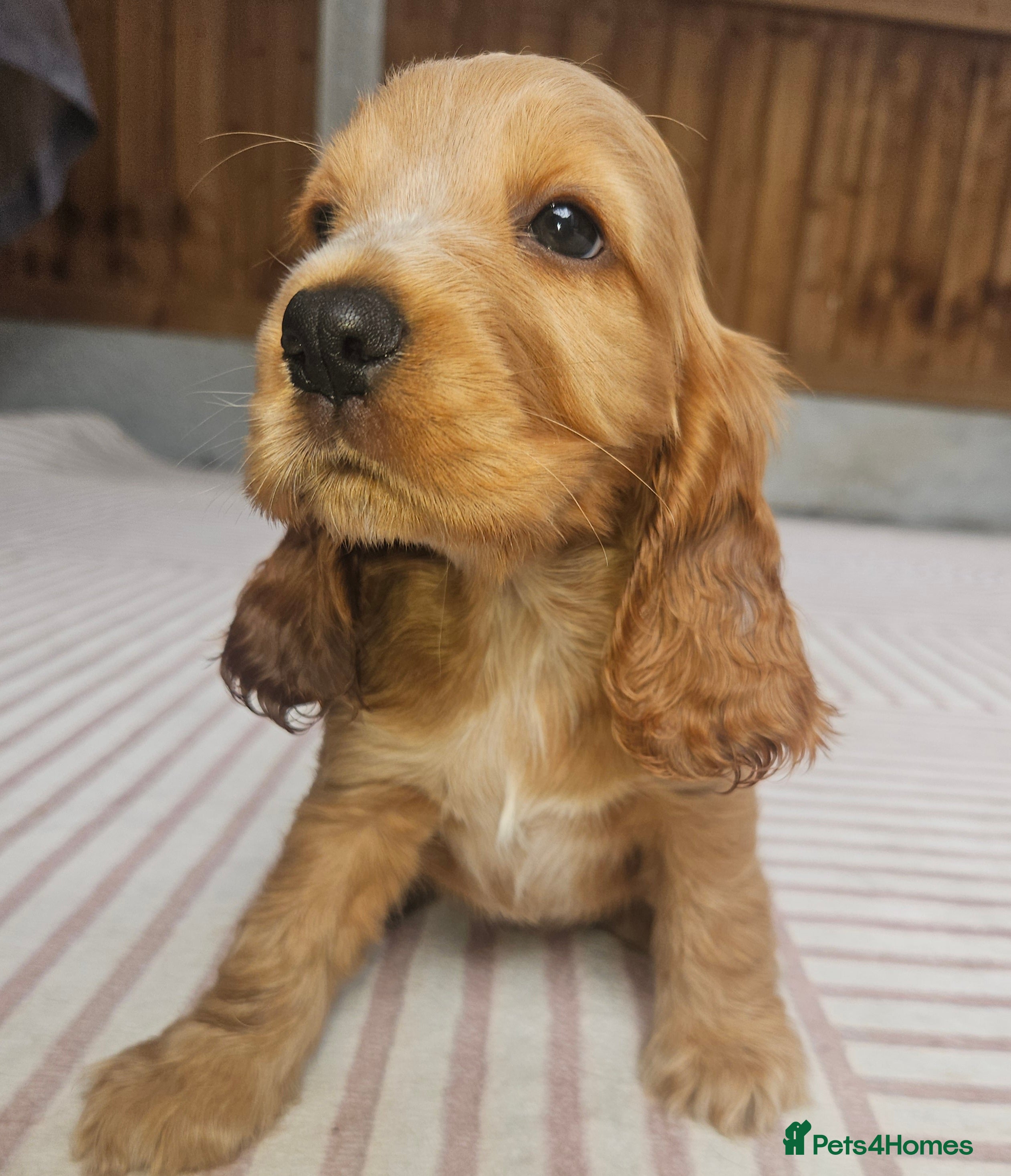 Cocker Spaniel dogs 3 Handsome Boy Show Cocker Spaniel Left - Advert 2