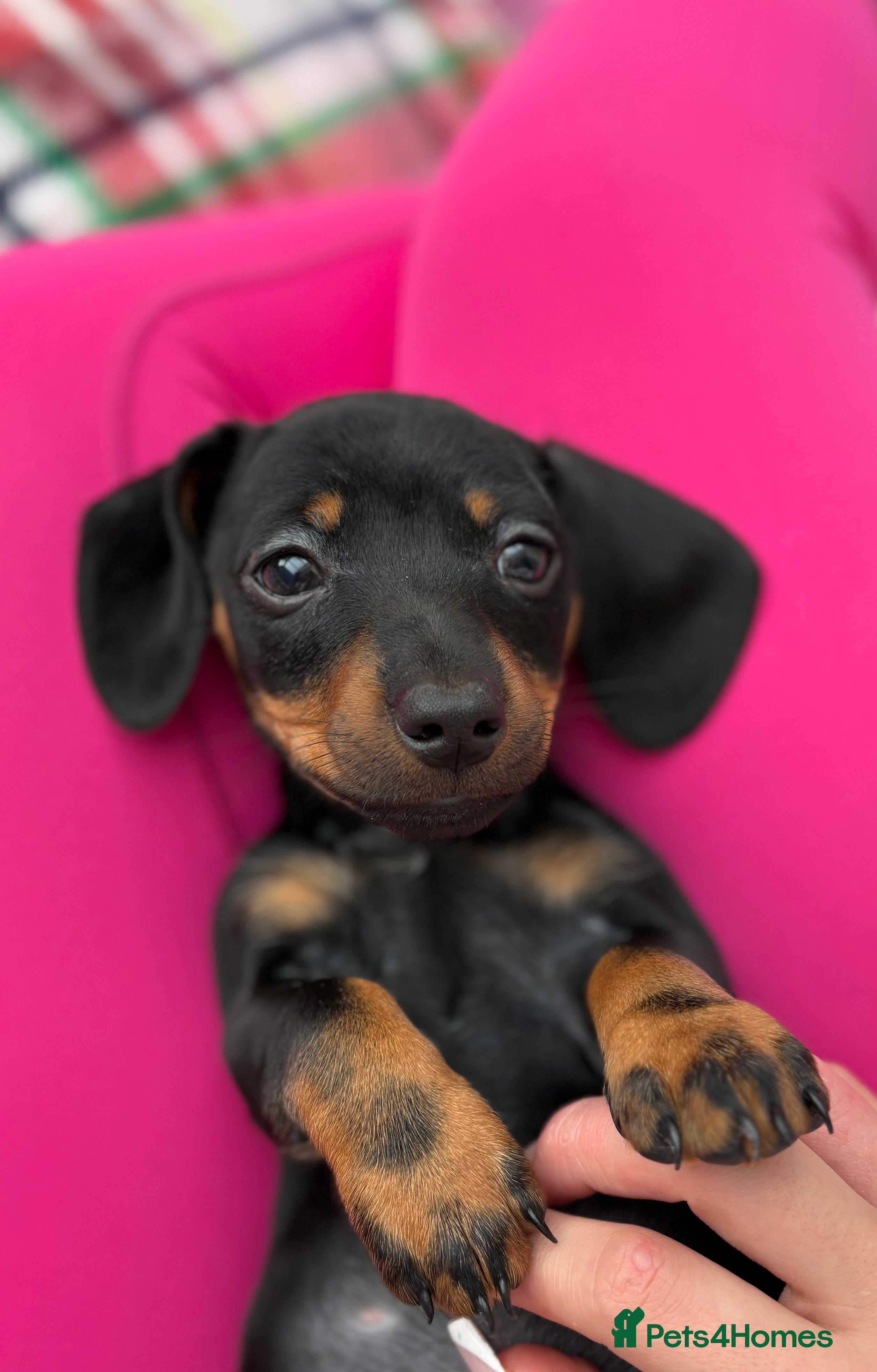 Dachshund dogs Little milo in Halifax - Advert 1