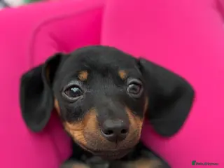 Dachshund dogs Little milo in Halifax - Advert 1