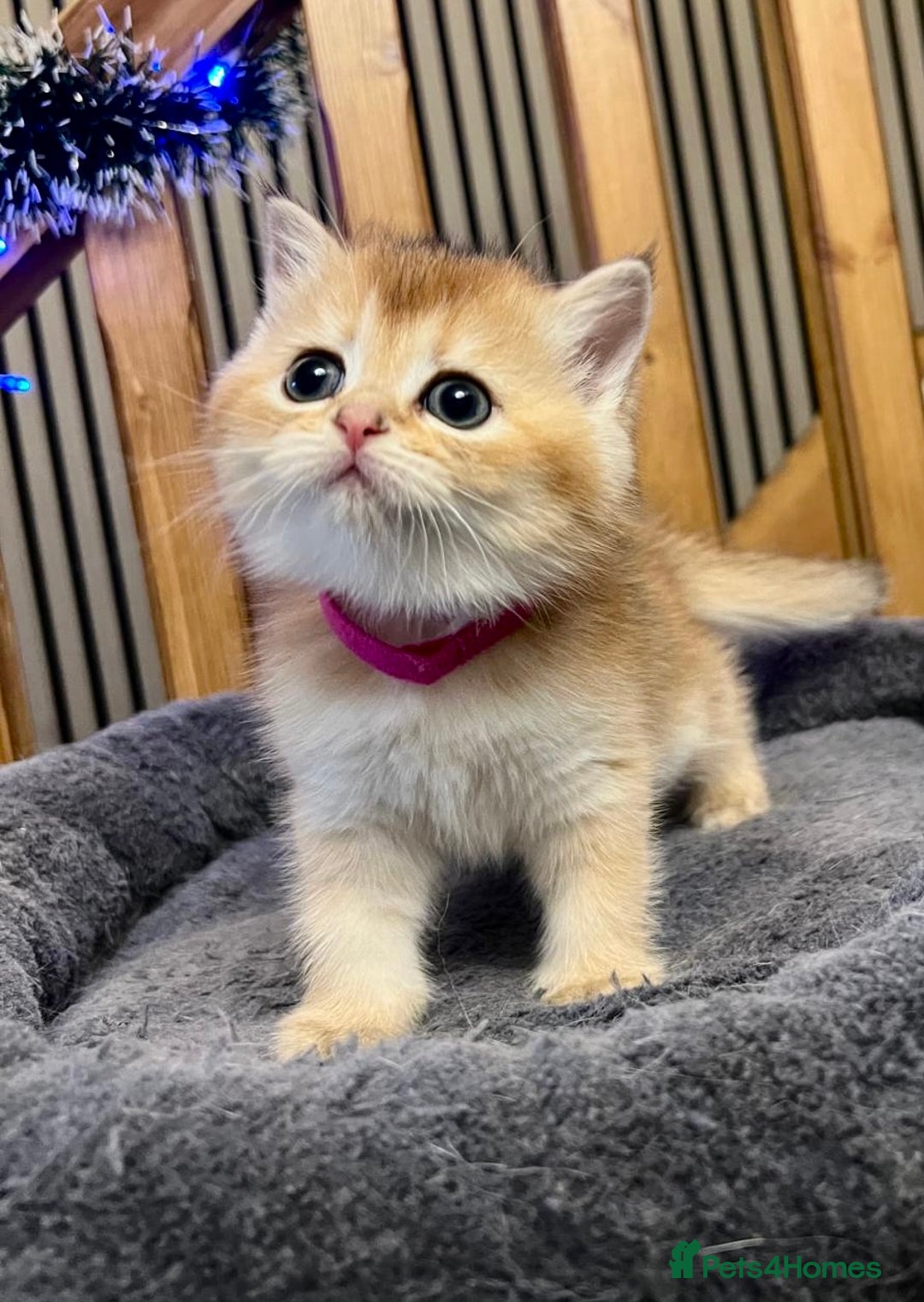 British Shorthair cats for sale: Fully pedigree kittens - Advert 16