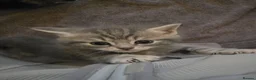 Mixed Breed cats for sale: Tabby kittens - Advert 4