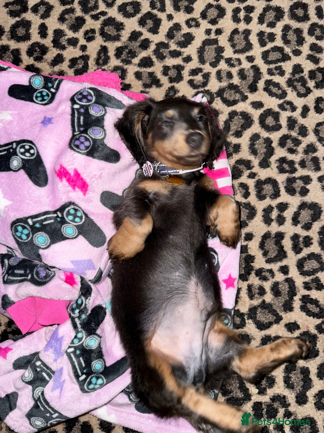 Miniature Dachshund dogs for sale: Miniature Long Haired Dachshund  - Advert 4