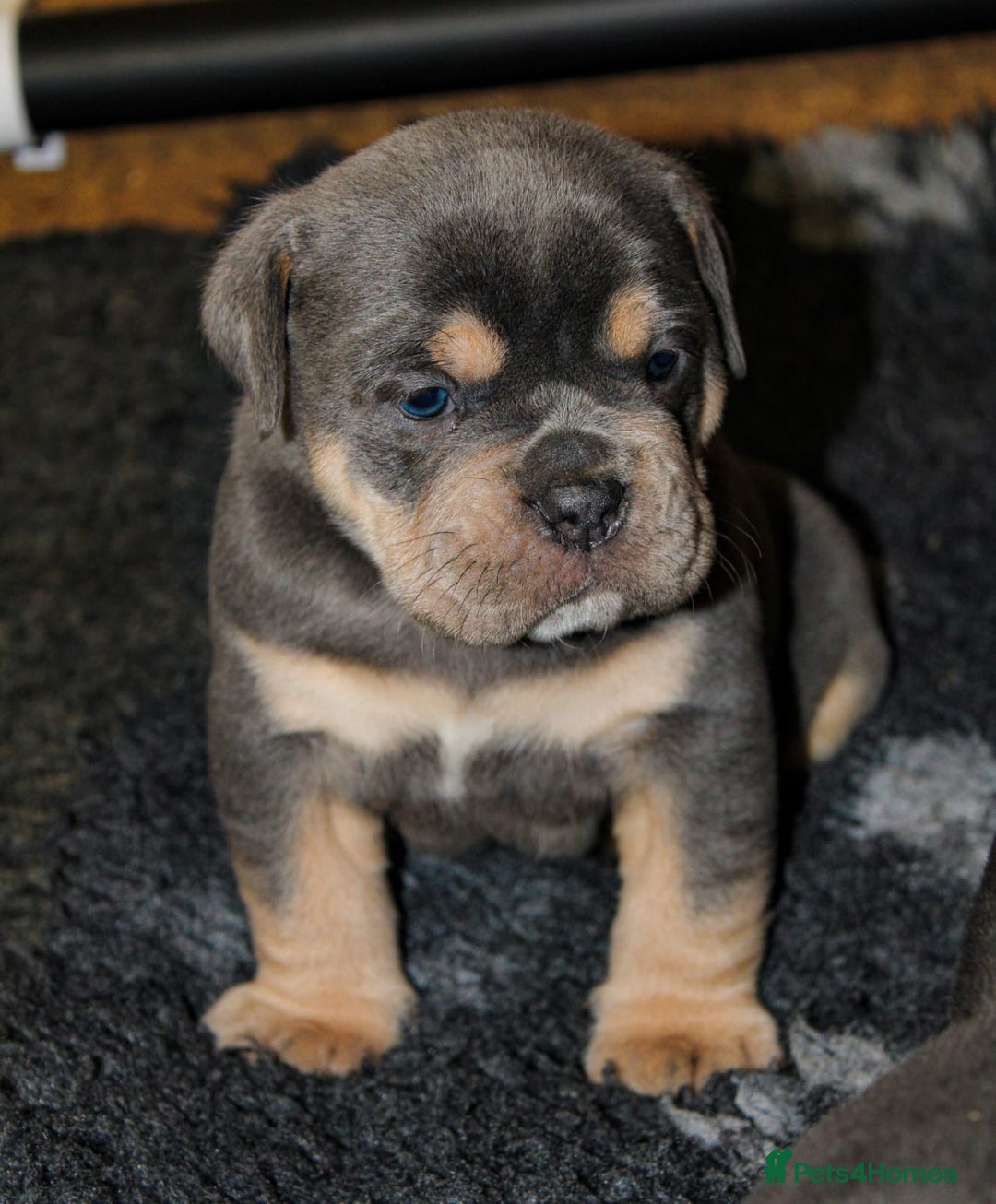 Olde English Bulldogge dogs for sale: Olde English bulldog puppies  - Advert 7