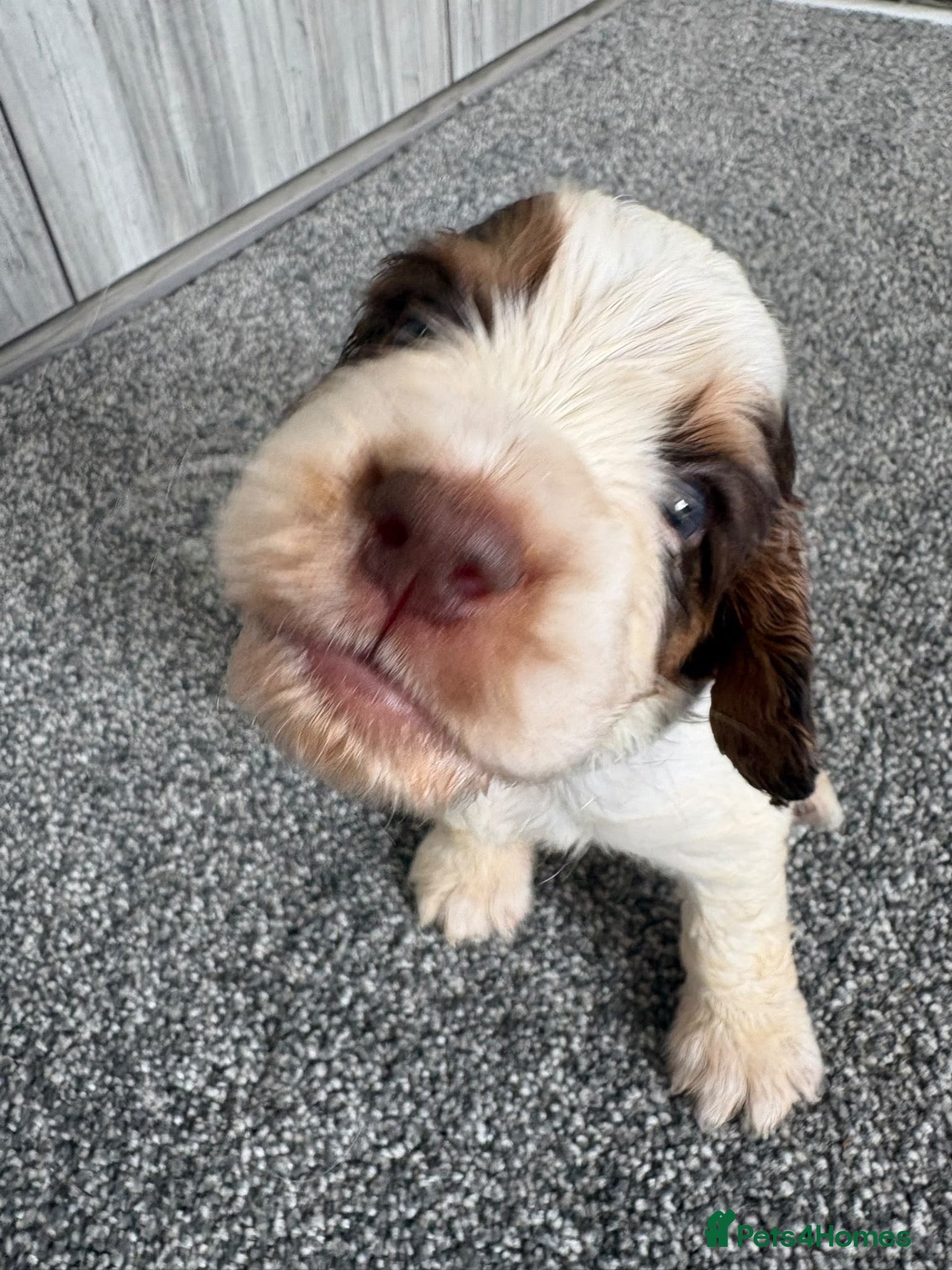 Cocker Spaniel dogs Cocker Spaniel Puppies - Advert 11