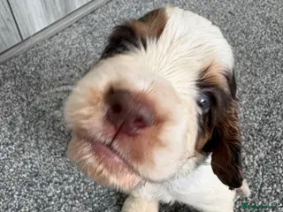 Cocker Spaniel dogs Show x Working Cocker Spaniel Puppies - Advert 4