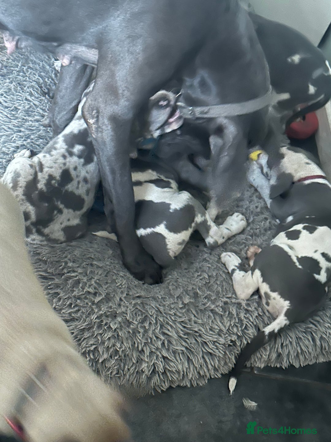 Great Dane dogs for sale: Reduced***** KC registered blue Great Dane puppies - Advert 2
