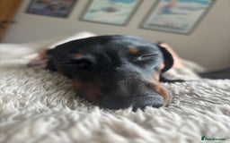 Miniature Dachshund dogs for sale: Coco needs a new home🩷🏡 - Image 6