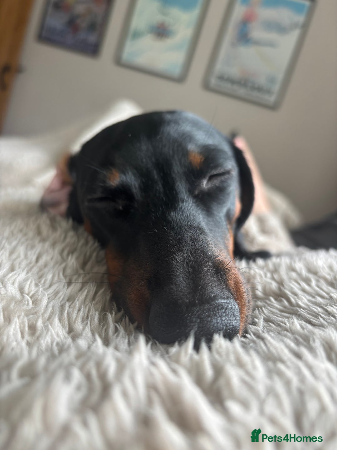 Miniature Dachshund dogs for sale: Coco needs a new home🩷🏡 - Image 6