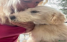Mixed Breed dogs for adoption: Poppy - Norwich Norfolk  - Image 21