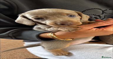 Miniature Dachshund dogs - Advert 15