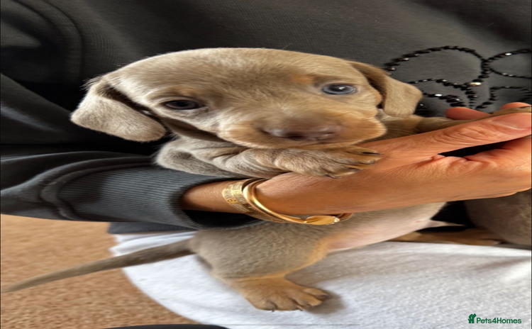 Miniature Dachshund dogs - Advert 14
