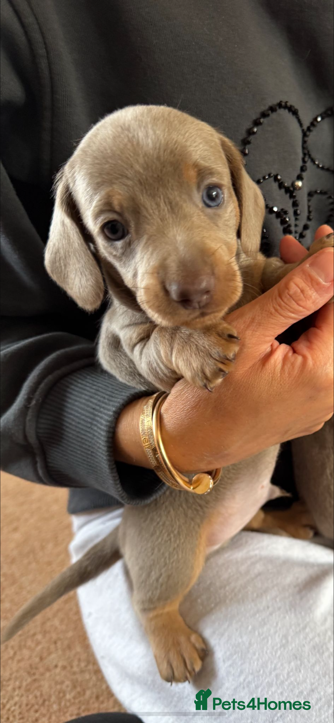 Miniature Dachshund dogs for sale: Miniature dachshund puppies  - Image 2