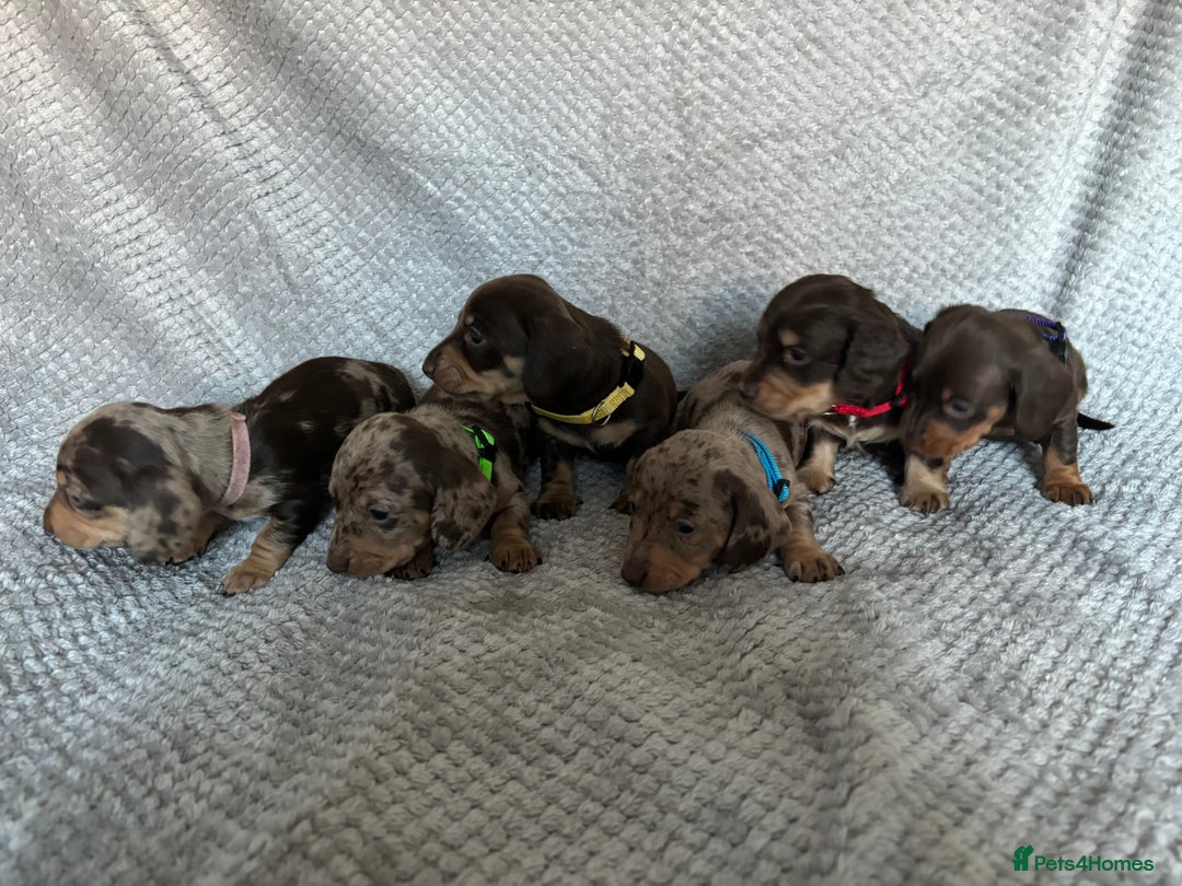 Miniature Dachshund dogs for sale: Last 2 Miniature Dachshund Pups Ready 23rd Dec! - Advert 17