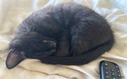 Domestic Shorthair cats for sale: Domestic short hair - Image 1