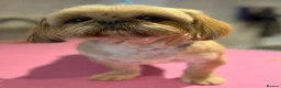 Shih Tzu dogs for sale: 🩷🩷One Blue & White Parti Girl 🩷🩷 - Advert 6