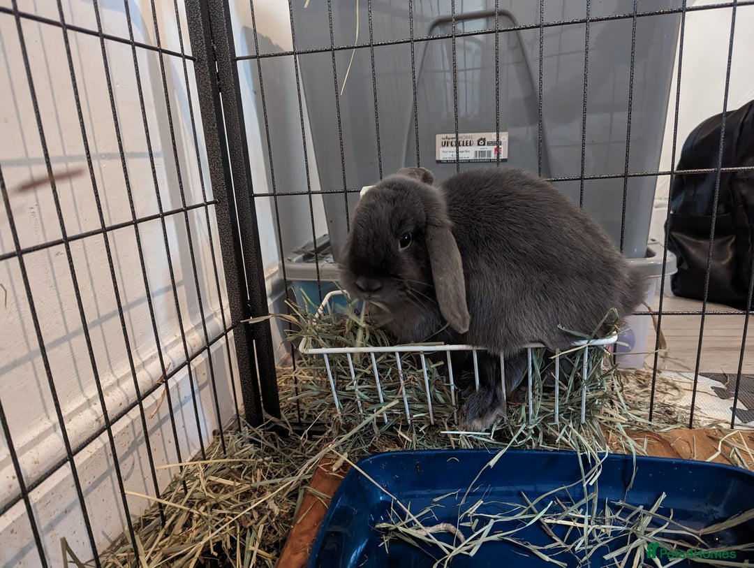 Mini Lop rabbits for sale: 2 beautiful indoor mini lops  - Image 3