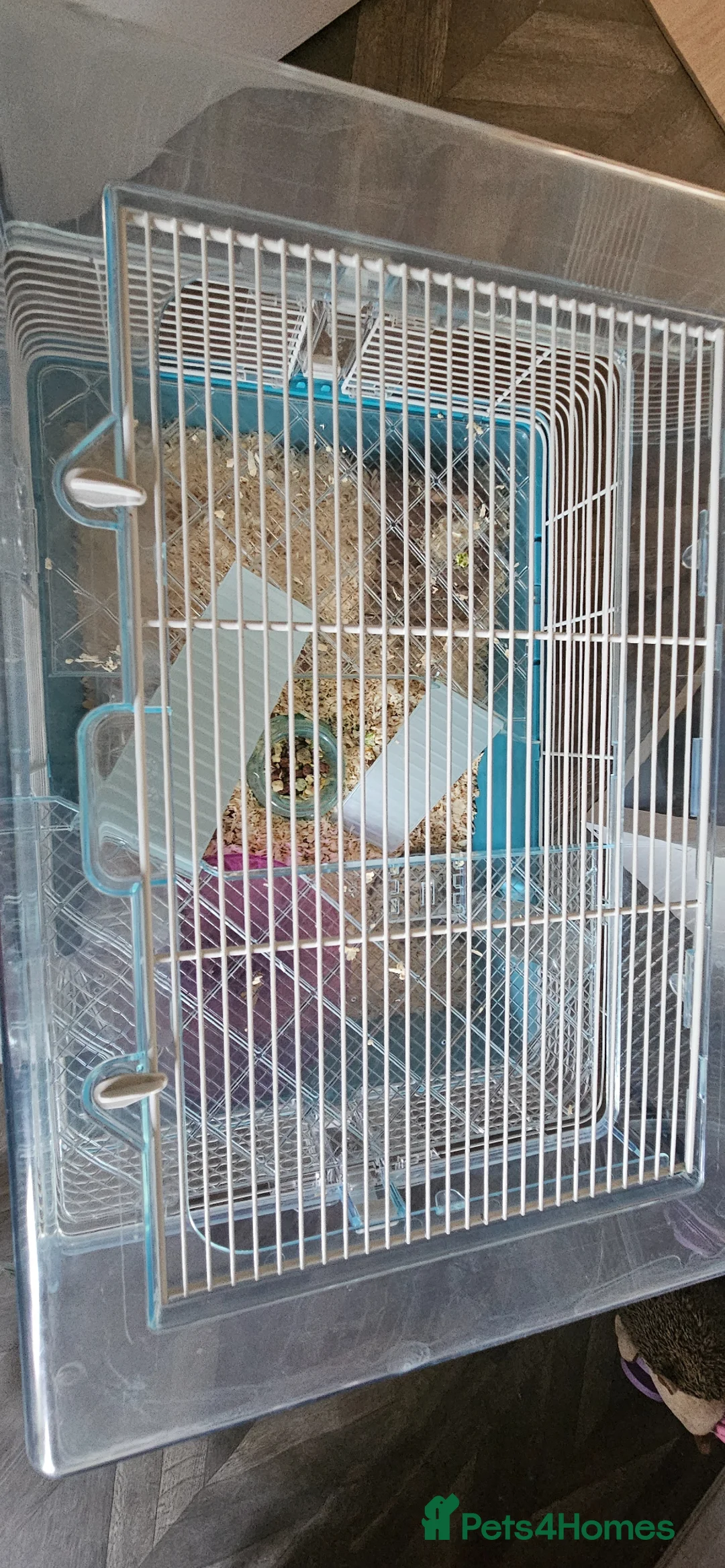Hamster rodents for sale: dwarf hamster girl 14 weeks  - Advert 2