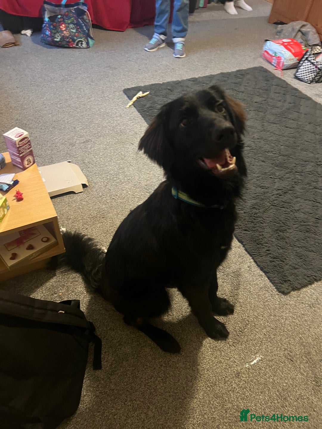 Mixed Breed dogs for sale: I need a new home!!! in Swindon - Image 2