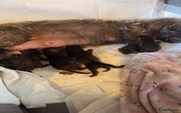Dachshund dogs for sale: Puppies for sale - Image 1