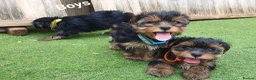 Yorkshire Terrier dogs for sale: Yorkshire terrier puppies 1  boy 12 weeks old  - Advert 18