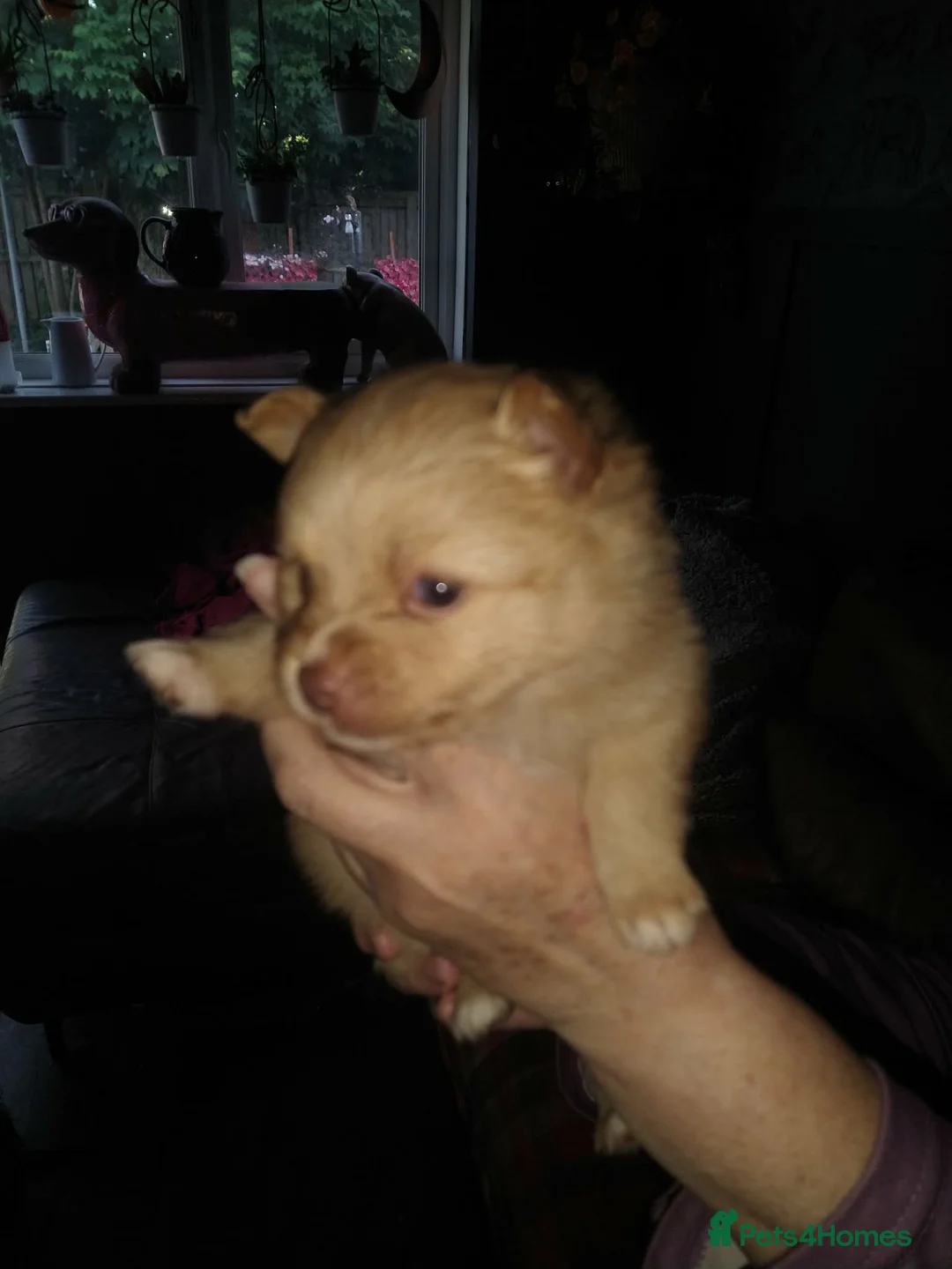 Pomeranian dogs for sale: Pom puppies male and female - Advert 2
