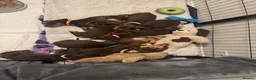 Miniature Dachshund dogs for sale: Beautiful Miniature Dachshund - Advert 2