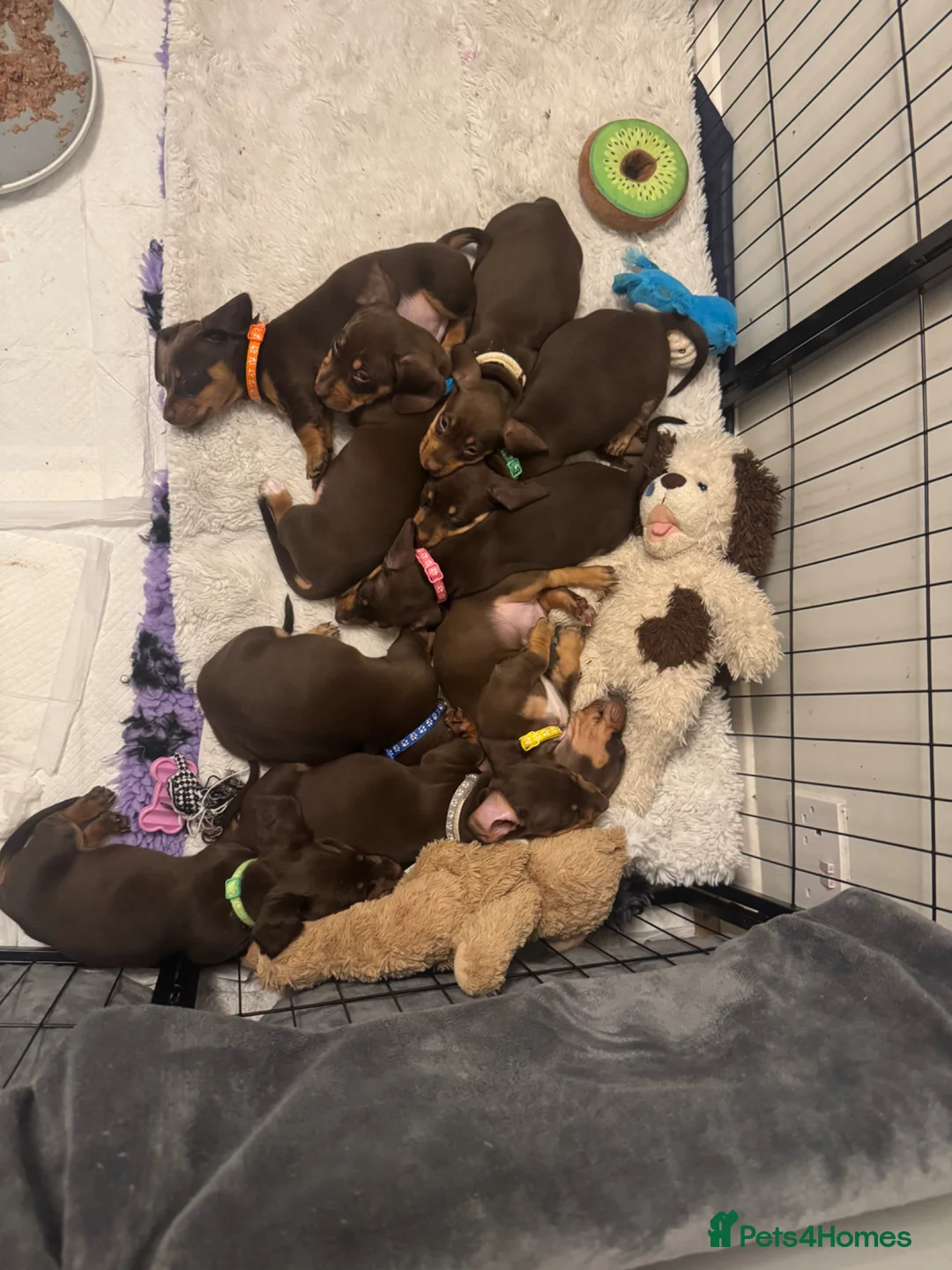 Miniature Dachshund dogs for sale: Beautiful Miniature Dachshund - Advert 2