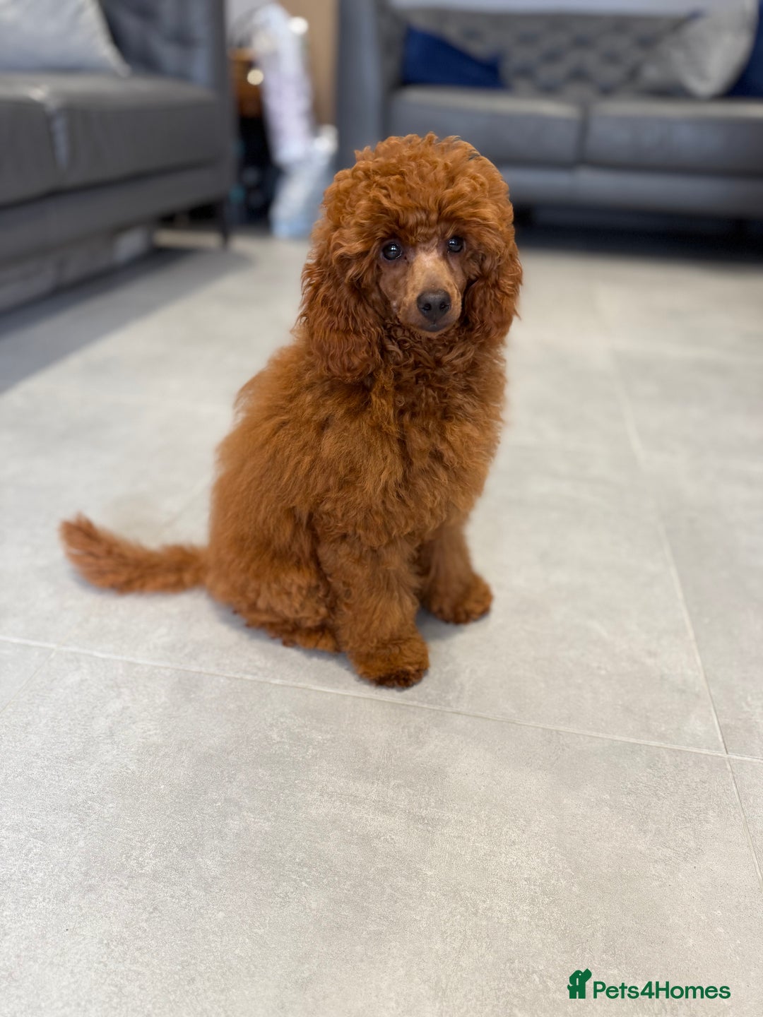 Toy Poodle dogs for sale: Stunning KC Reg Dark Red Toy Poodle born 2/5/2025 - Image 4
