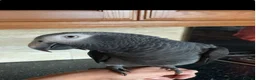 Parrots birds for sale: African grey timneh  - Advert 3