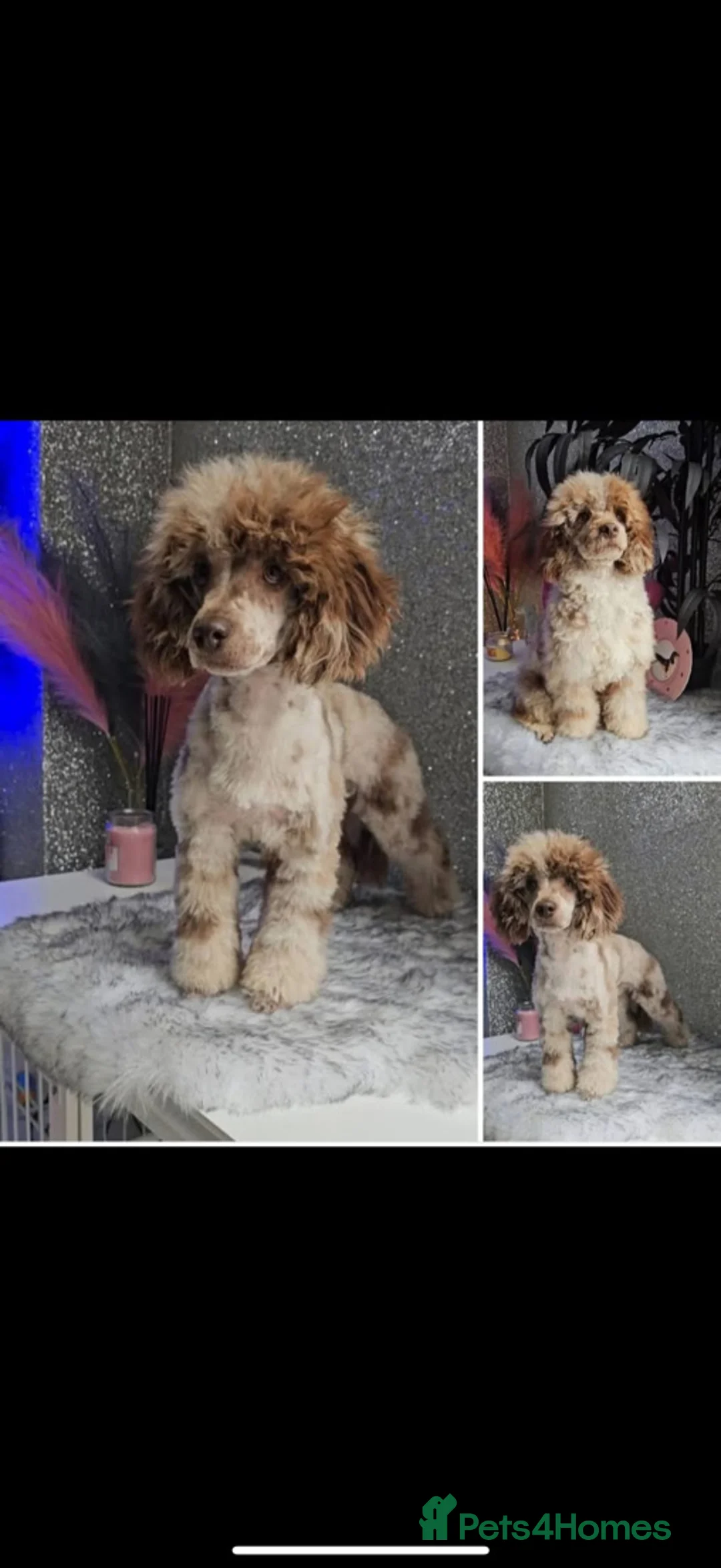 Shihpoo dogs for sale:  shihpoos puppy’s  - Advert 5