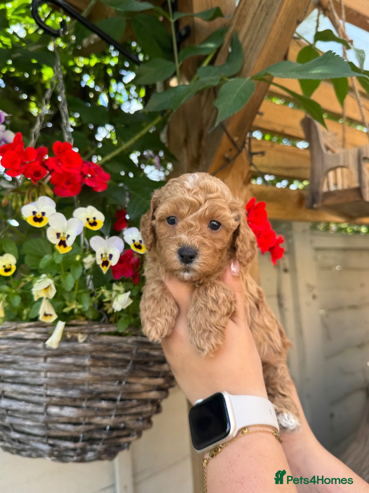 Poochon dogs DNA health tested Poochon Puppies 🐶  - Advert 2