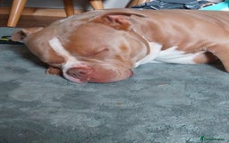 Shorty Bull dogs for sale: Pocket bully  - Image 1