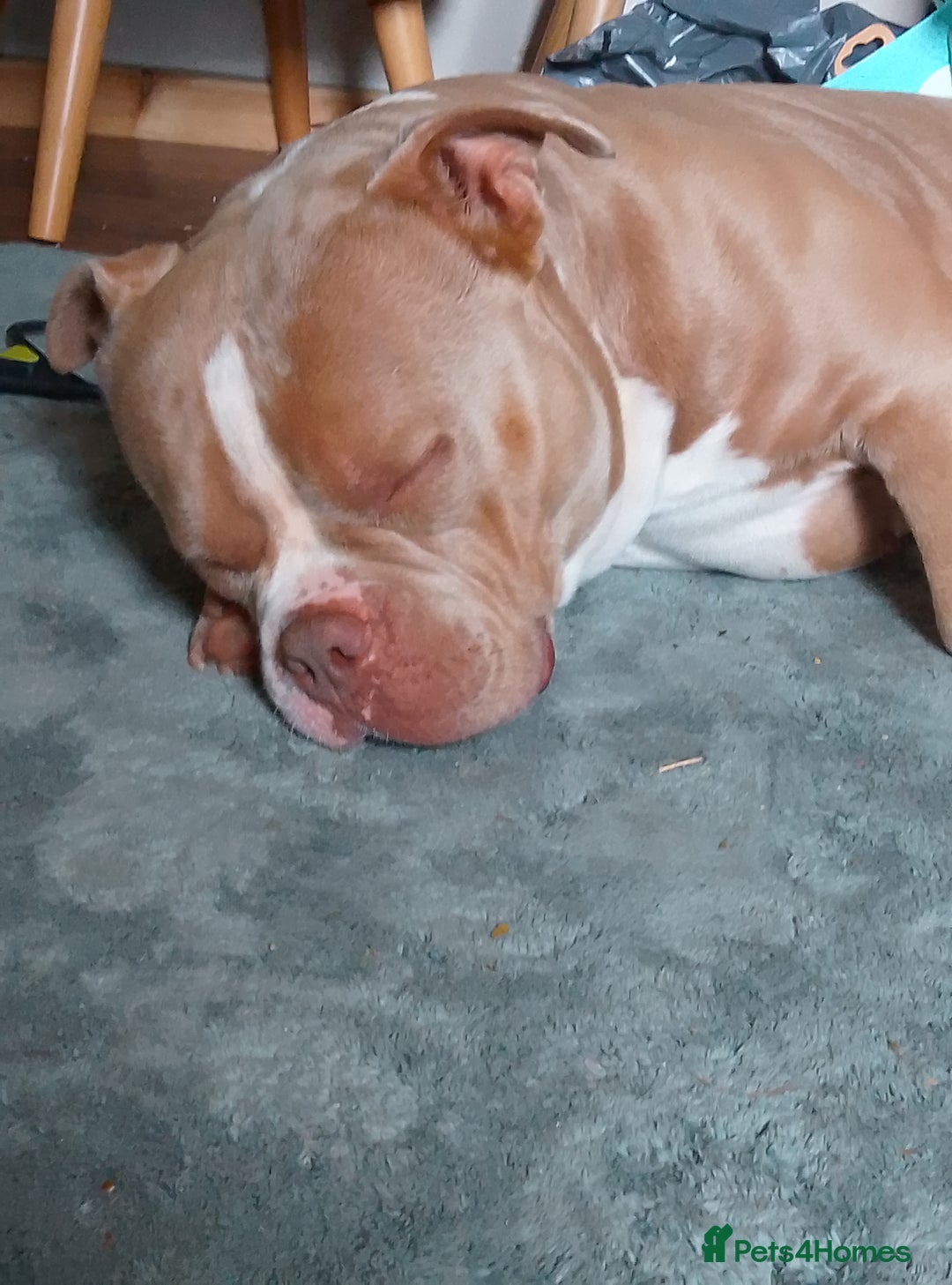 Shorty Bull dogs for sale: Pocket bully  - Image 1