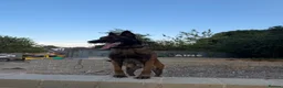 Mixed Breed dogs for sale: Trained security Belgiun Malinois  in Leeds - Advert 5