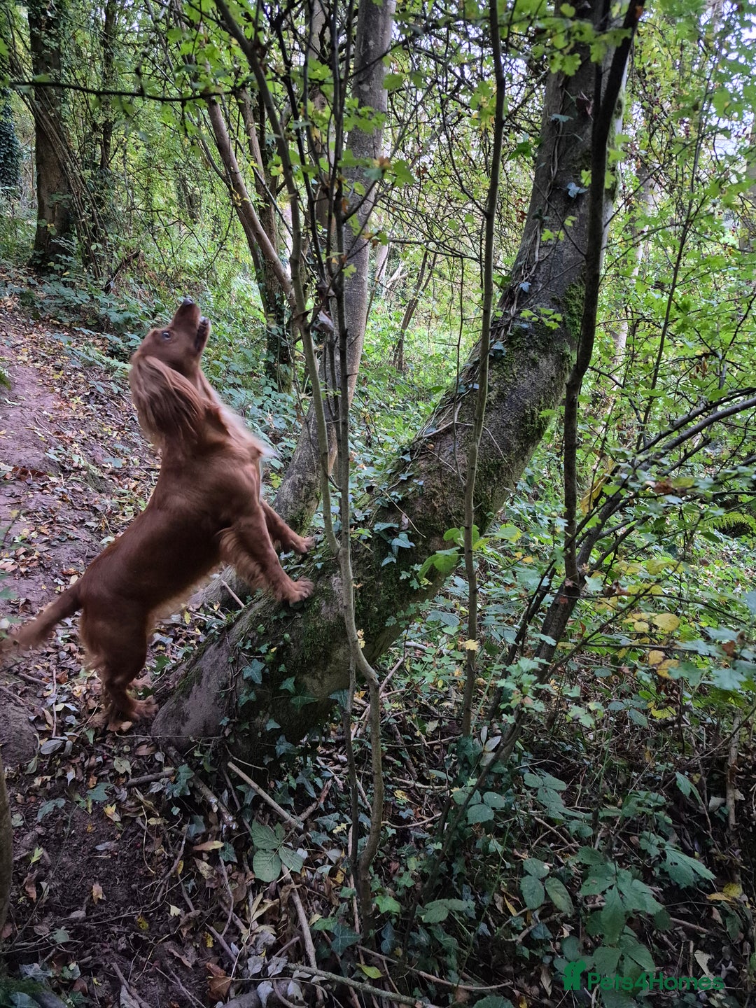 Cocker Spaniel dogs for sale: KC reg,Adorable,Golden Working CockerSpaniel Pupps - Advert 11