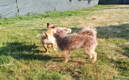 Yorkiepoo dogs for adoption: M.&K. - two inseparable friends for a Loving Home - Image 5
