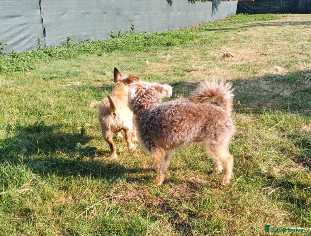 Yorkiepoo dogs for adoption: M.&K. - two inseparable friends for a Loving Home - Image 5