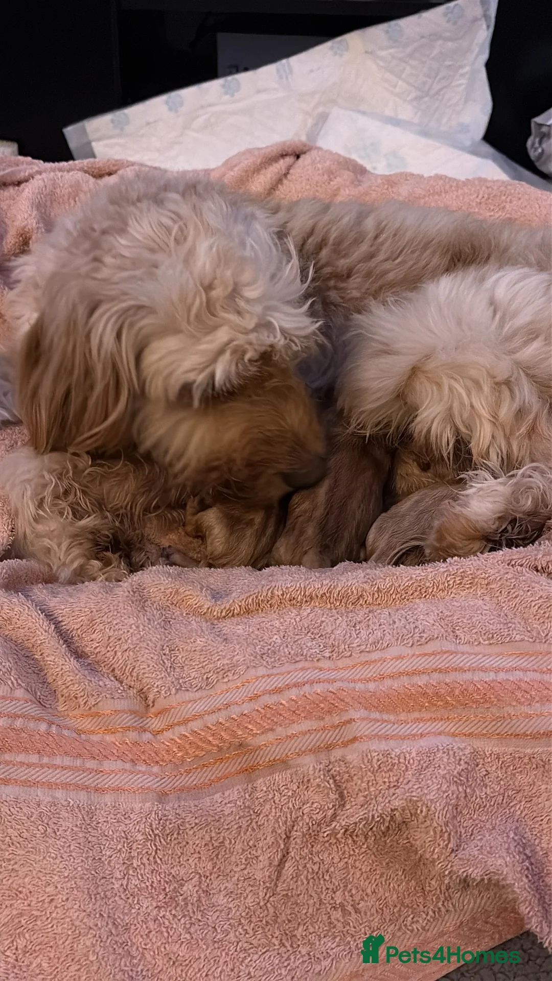 Cockapoo dogs for sale: F1B cockapoo puppies  - Advert 4