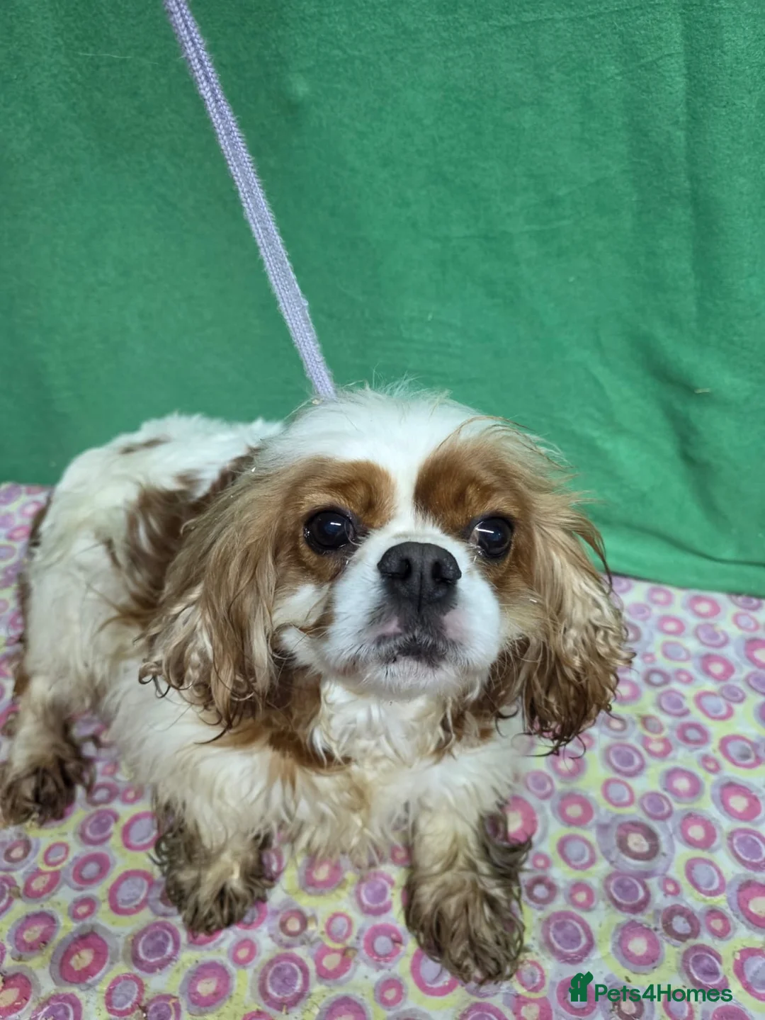 Cavalier King Charles Spaniel dogs for adoption: SALLY – Cavalier King Charles Spaniel (Female) - Advert 4