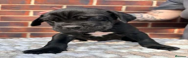 Cane Corso 2