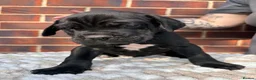 Cane Corso dogs for sale: Black Cane Corso Puppies for sale - 2 boys 2 girls in Swansea - Advert 4