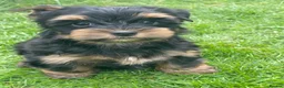Yorkshire Terrier dogs for sale: York Terrier ,Black Tan - Advert 29