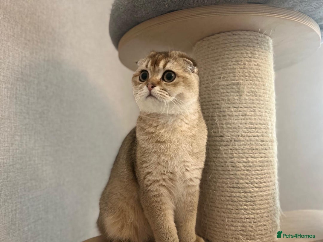 Scottish Fold cats for sale: Beautiful TICA Registered Scottish Girl Kittens - Advert 2