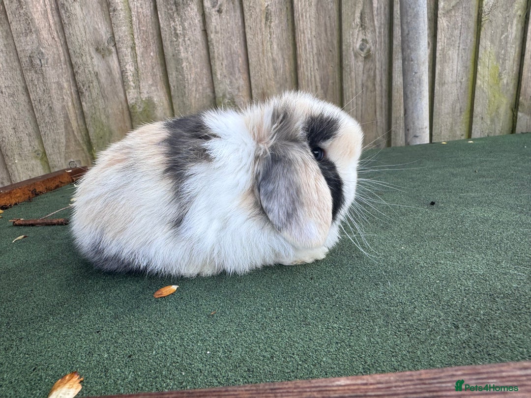Mini Lop rabbits for sale: TOP QUALITY baby mini lops - Image 4