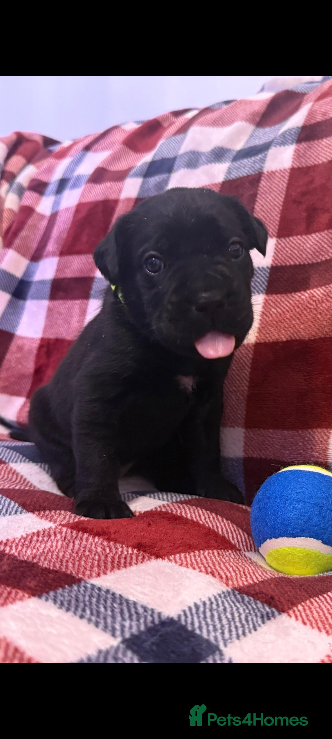 Cane Corso dogs for sale: ONE & ONLY UK LITTER DEL DYRIUM BLOOD LINES  🖤  - Advert 7