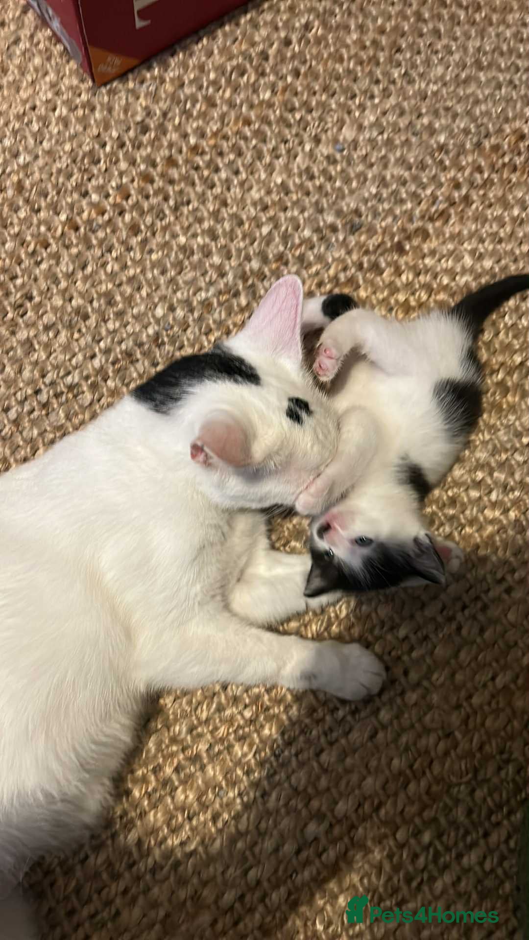 Domestic Shorthair cats for sale: Brother and sister  - Image 2