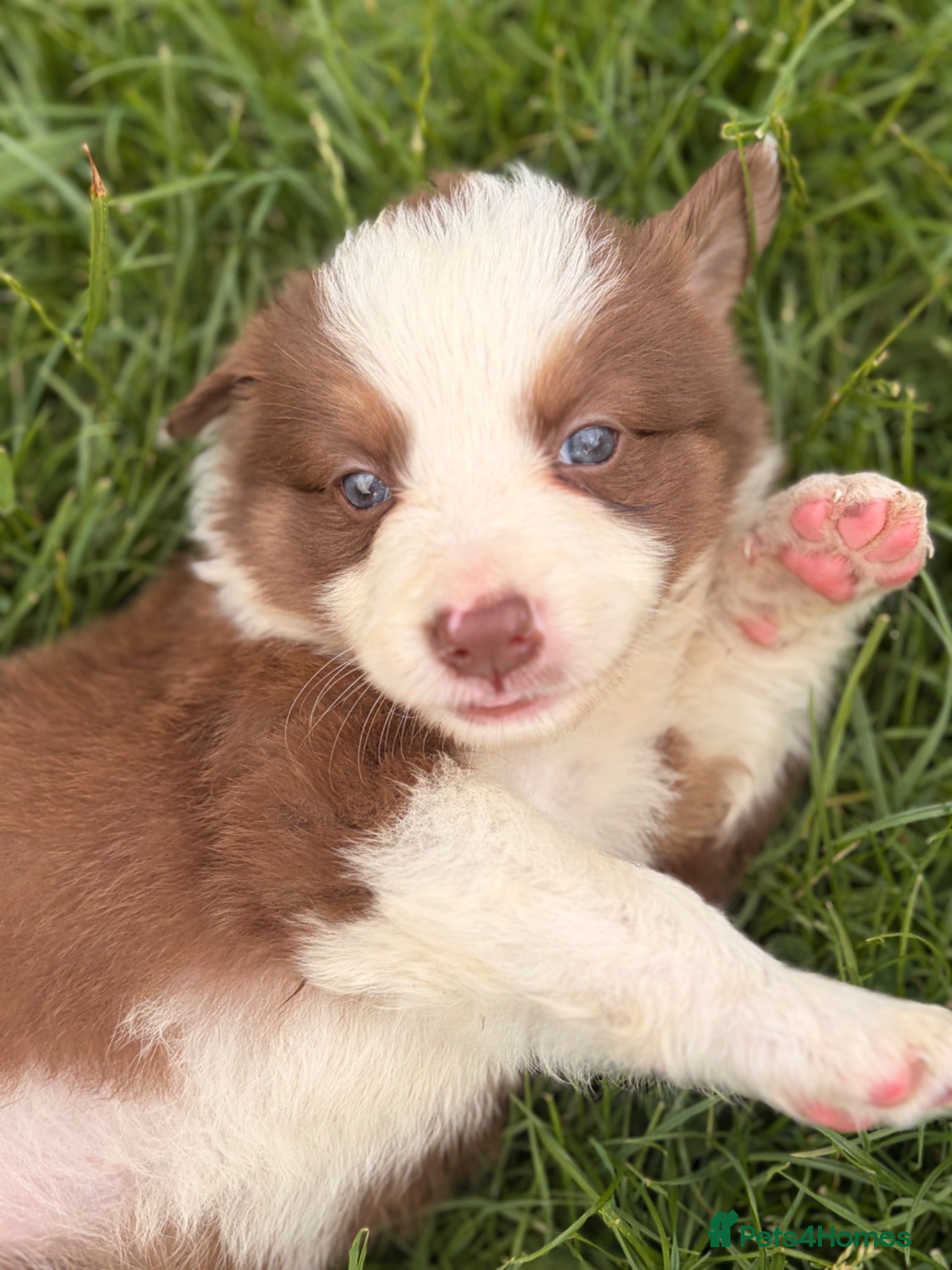 Border Collie dogs BEAUTIFUL BC PUPS, HEALTH TESTED CLEAR PARENTS  - Advert 1