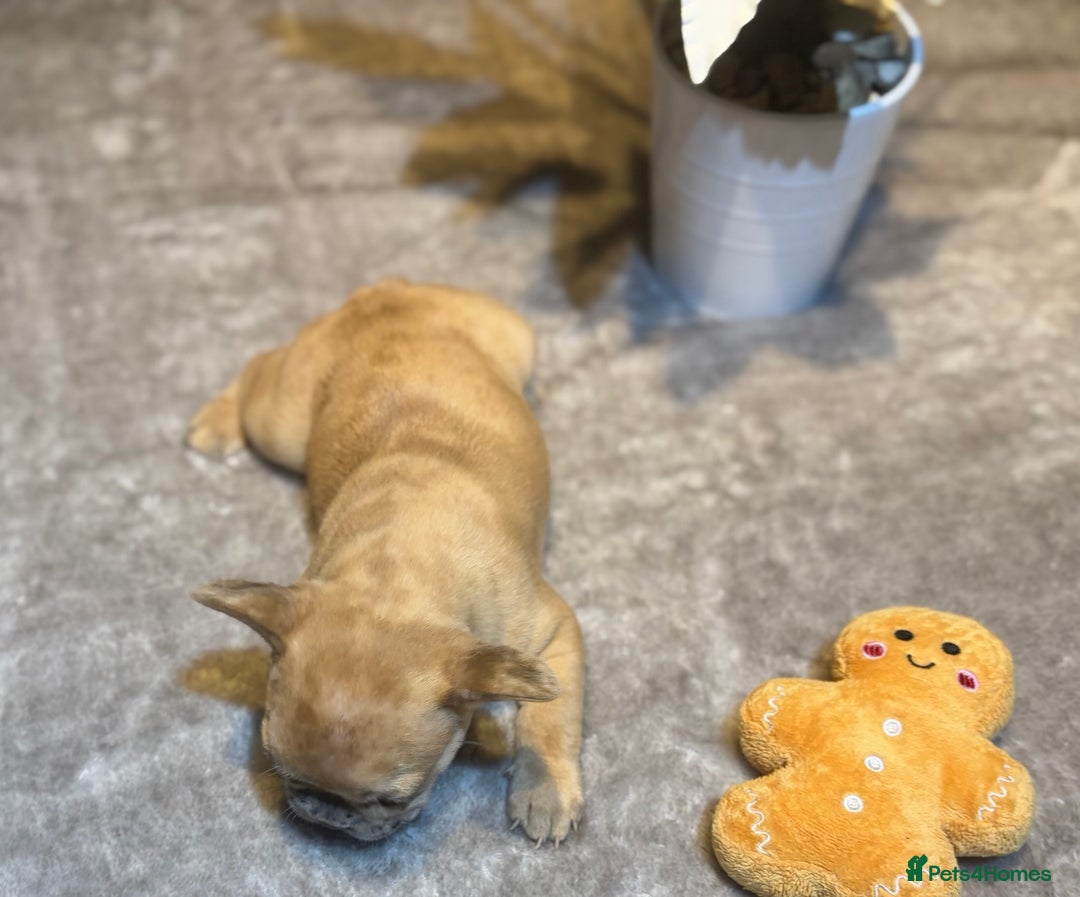 French Bulldog dogs for sale: LAST ONE REDUCED FRENCH BULLDOG 🐾 - Advert 7