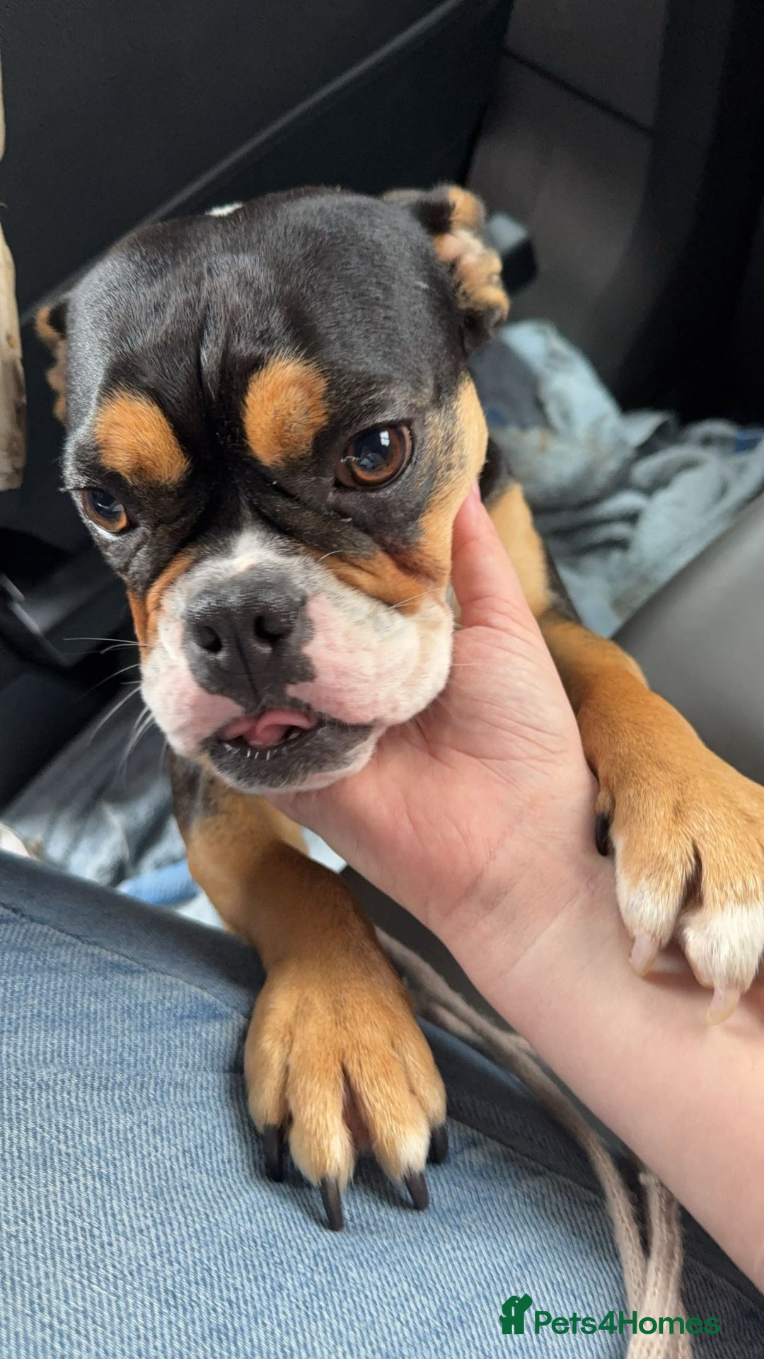 Olde English Bulldogge dogs for sale: Sophie old English bulldog - Advert 4