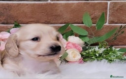 Miniature Dachshund dogs for sale: READY NOW STUNNING KC CREAM MINI DACHSHUNDS  - Image 11